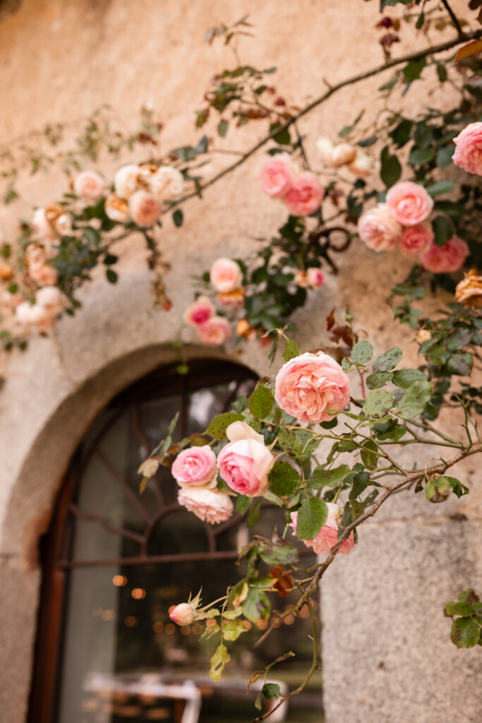Roses grimpantes roses et pêche sur un vieux mur en pierre, près d'une fenêtre arquée. Lumières floues à l'intérieur, ambiance douce.